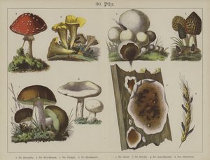 Växter (färg litho) av German School