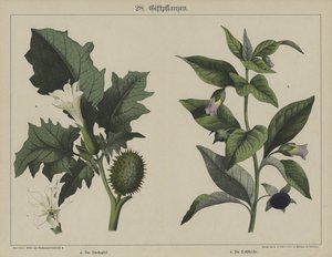 Växter (färg litho) av German School