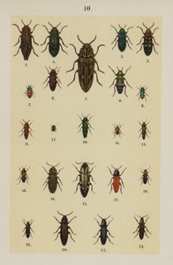 Tallrik från The Young Beetle-Collector