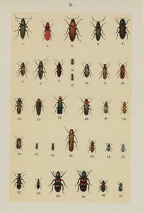 Tallrik från The Young Beetle-Collector