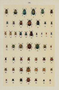 Tallrik från The Young Beetle-Collector