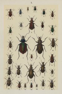 Tallrik från The Young Beetle-Collector