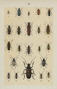 Tallrik från The Young Beetle-Collector