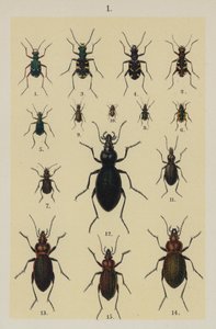 Tallrik från The Young Beetle-Collector