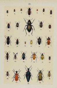 Tallrik från The Young Beetle-Collector