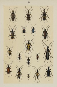 Tallrik från The Young Beetle-Collector