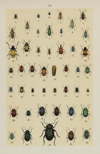 Tallrik från The Young Beetle-Collector