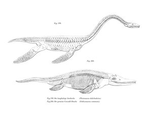 Plesiosaur (färg litho) av German School