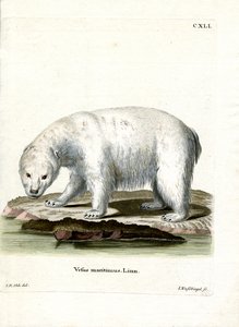 Isbjörn (färgad gravyr) av German School