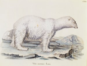 Isbjörn (Ursus maritimus), från Däggdjur illustrerad från Nature med beskrivningar, av Johann Christian Daniel von Schreber (1739-1810), gravyr av IC Bock efter teckning av Marechal, volym 3, tabell 141, Tyskland av German School