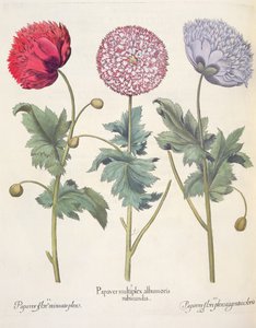 Vallmo: 1. Vallmo är ett komplex av vallmo med röd skal; 2. Vallmo, full av miniatoblomma; 3. Pappersblomma full av färg, från Hortus Eystettensis av Basil Besler (1561-1629), pub. 1613