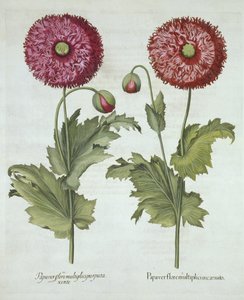 Vallmo, från Hortus Eystettensis, av Basil Besler (1561-1629) pub. 1613 av German School
