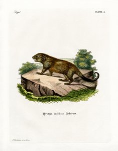 Porcupine (färgad gravyr) av German School