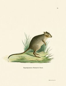 Potoroo (färgad gravyr) av German School