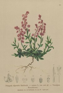 Prealpin mjölkört (Polygala alpestris, Polygala amara var. aut. pl., Polygala brachyptera) av German School