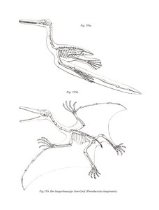 Pterodactyl (färg litho) av German School