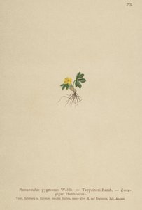Pygmy smörblomma (Ranunculus pygmaeus, Ranunculus tappeineri, Ranunculus baerianus, Ranunculus pygmaeus var. Langeanu) av German School