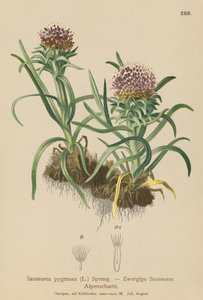 Pygmy Saussurea (Saussurea pygmaea) av German School