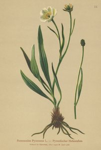 Pyreneisk kråkfot (Ranunculus Pyrenaeus) av German School