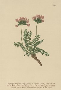 Pyrenéisk mjölkvicker (Oxytropis neglectus, Oxytropis cyanea, Oxytropis Gaudini, Oxytropis albana, Oxytropis caucasica, Oxytropis pyrenaica, Astragalus pyrenaicus) av German School