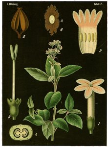 Kininträd (Cinchona Calisaya) c.1890 (kromolitografi) av German School