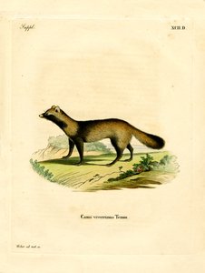 Raccoon Dog (färgad gravyr) av German School