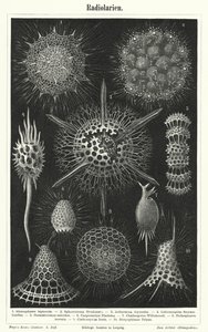 Radiolaria (gravyr) av German School