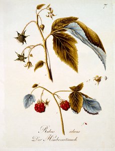 Hallon, illustration från en bok med tyska vilda blommor av Johann Daniel von Reitter, publicerad ca 1803-5