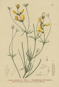 Strålkvast (Cytisus radiatus, Cytisanthus radiatus, Genista radiata) av German School