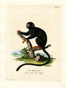 Red-handed Tamarin (färgad gravyr) av German School
