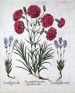 Röd nejlika och lavendel, från Hortus Eystettensis, av Basil Besler (1561-1629), pub. 1613 (handfärgad gravyr) av German School