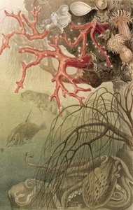 Röd korall, tallrik från Brehms Tierleben: Allgemeine Kunde des Tierreichs, vol.10, s.608, utgiven av Bibliographisches Institut, 1893 av German School