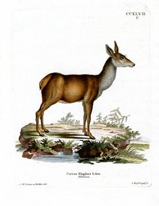 Red Deer (färgad gravyr) av German School
