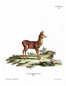 Red Deer Fawn (färgad gravyr) av German School