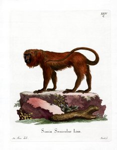 Red Howler (färgad gravyr) av German School