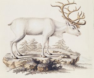 Renar (Cervus tarandus), från däggdjur illustrerade från naturen med beskrivningar, av Johann Christian Daniel von Schreber (1739-1810), gravyr av I Nufsbiegel, volym 5, tabell 248-C, Tyskland av German School