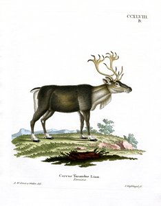 Renar (färgad gravyr) av German School