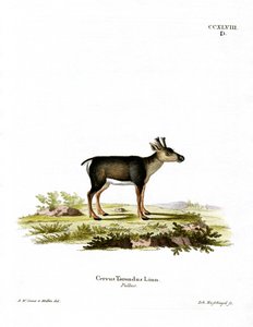 Renfawn (färgad gravyr) av German School