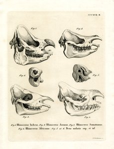 Rhino Skulls (färgad gravyr) av German School