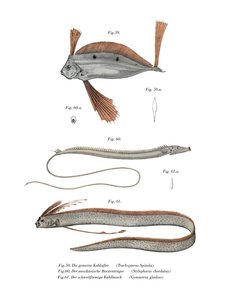 Ribbon Fish (färg litho) av German School