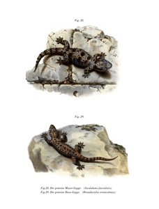 Ringed Wall Gecko (färg litho) av German School
