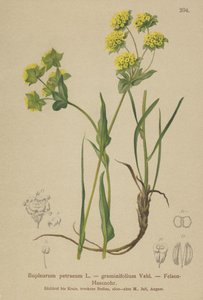 Rock Hares Ear (Bupleurum petraeum, Bupleurum graminifolium) av German School