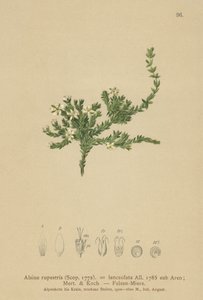 Rock Stitchwort (Alsine rupestris, Alsine lanceolata, Minuartia rupestris) av German School