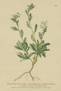 Bergkrasse (Braya dentata, Braya pinnatifida, Murbeckiella pinnatifida, Arabette pennatifida, Grass Cornacchia pennatifida) av German School