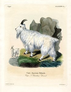 Rocky Mountain Goat (färgad gravyr) av German School
