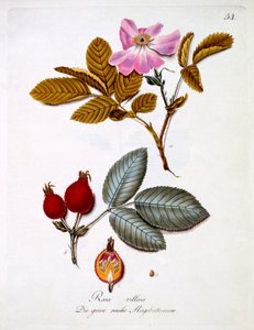 Rosa villosa, illustration från en bok med tyska vilda blommor av Johann Daniel von Reitter, publicerad ca 1803-5