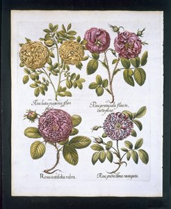 Rosor, tallrik 95 från Hortus Eystettensisby Basil Besler (1561-1629) pub. 1613 (handfärgad gravyr) av German School