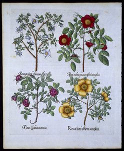 Rosor, tallrik 98 från Hortus Eystettensisby Basil Besler (1561-1629) pub. 1613 (handfärgad gravyr) av German School