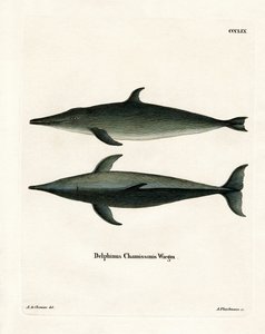 Grovtandad delfin (färgad gravyr) av German School
