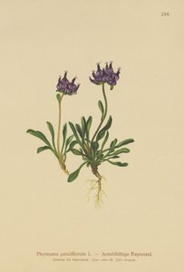 Rampion med rund huvud (Phyteuma pauciflorum, Rapunculus pauciflorus, Phyteuma globulariifolium) av German School